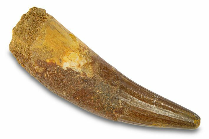Cretaceous Fossil Crocodylomorph Tooth - Morocco #292244